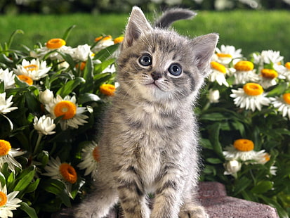 hayvanlar, yavru kedi, kedi, çiçekler, HD masaüstü duvar kağıdı HD wallpaper
