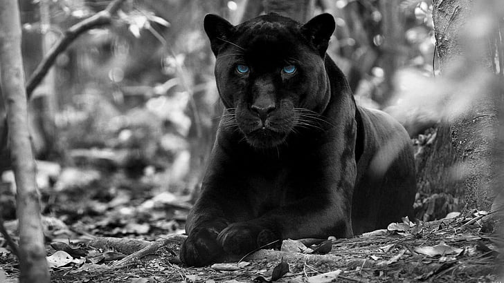 schwarzer panther, wald, blaue augen, tiere, wild lebende tiere, panther, schwarzweiß, einfarbige fotografie, fauna, schnurrhaare, fotografie, puma, einfarbig, große katzen, HD-Hintergrundbild