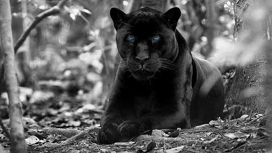 schwarzer panther, wald, blaue augen, tiere, wild lebende tiere, panther, schwarzweiß, einfarbige fotografie, fauna, schnurrhaare, fotografie, puma, einfarbig, große katzen, HD-Hintergrundbild HD wallpaper