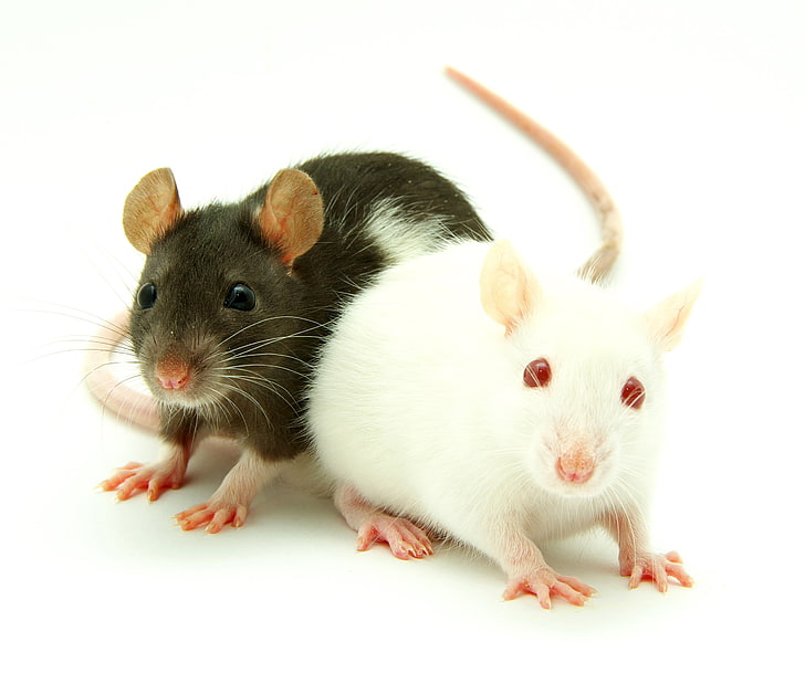 dos conejillos de indias blancos y negros, animales, ratones, Fondo de pantalla HD