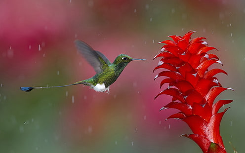 Rainy day, hummingbird gather nectar, red flower, Rainy, Day, Hummingbird, Gather, Nectar, Red, Flower, HD wallpaper HD wallpaper