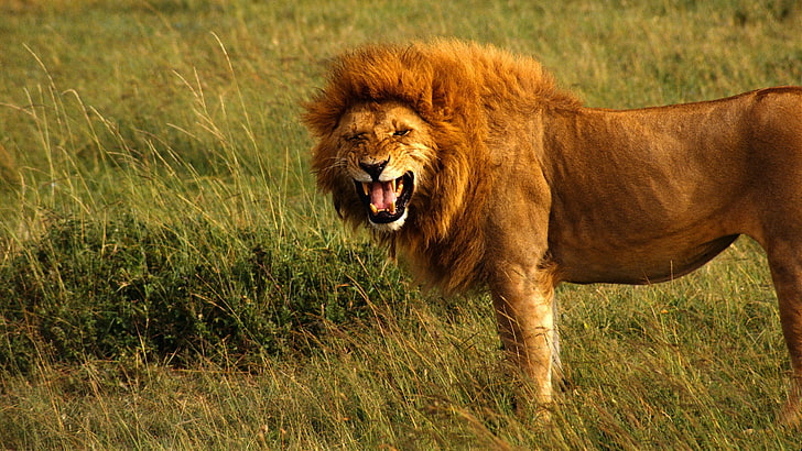 raung gambar singa yang marah, Wallpaper HD