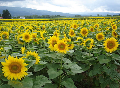 gelbe Sonnenblume, Sonnenblumen, Feld, Sommer, Himmel, Horizont, HD-Hintergrundbild HD wallpaper