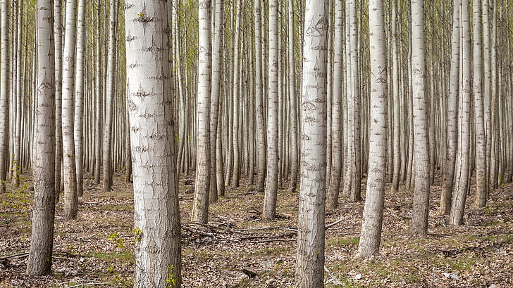 коричневые и белые шторы, деревья, Орегон, США, лес, HD обои