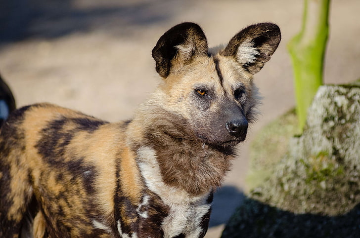 african wild dog, animal, animal photography, blur, canidae, canine, close up, creature, dog, ears, endangered, eyes, fur, furry, glare, looking, mammal, purebred, rock, snout, staring, wild animal, wildlife, HD wallpaper