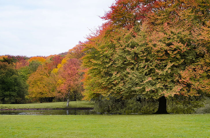 осень, красочно, листва, природа, парк, деревья, HD обои