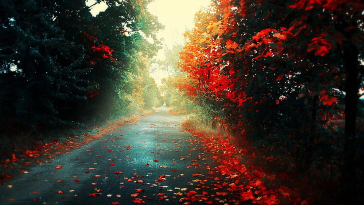 red petaled tree, fall, colorful, nature, road, trees, landscape, leaves, HD wallpaper