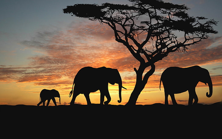 Zachód słońca, sylwetka, afrykańska sawanna, słonie, Tapety HD