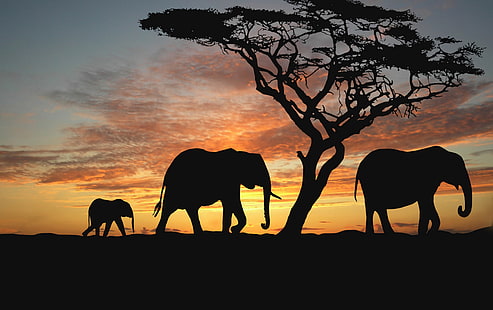 Coucher de soleil, silhouette, savane africaine, éléphants, Fond d'écran HD HD wallpaper