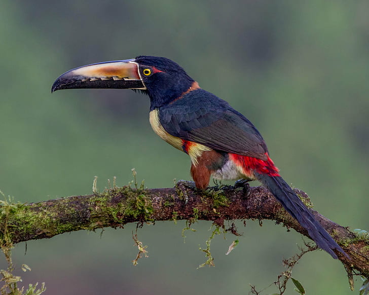Aracari fågel stående på trädgren, aracari, Collared Aracari, fågel, trädgren, Costa Rica, Andy, djurliv, djur, natur, tropisk regnskog, näbb, tukan, tropiskt klimat, regnskog, djur i naturen, flerfärgad, skog, HD tapet