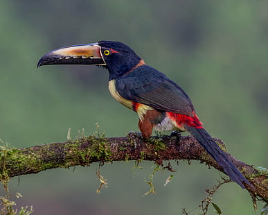 Aracari птица, стояща на клона на дървото, Aracari, Collared Aracari, птица, клон на дърво, Коста Рика, Анди, дивата природа, животно, природа, тропическа гора, клюн, тукан, тропически климат, тропическа гора, животни в дивата природа, многоцветна, гора, HD тапет HD wallpaper