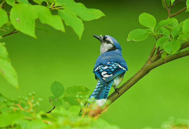 Uccelli, ghiandaia blu, animale, uccello, ramo, verde, foglia, Sfondo HD