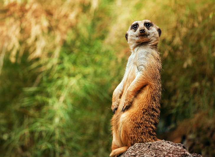 Meerkats, posture, brown meercat, background, look, posture, bokeh, Meerkats, HD wallpaper