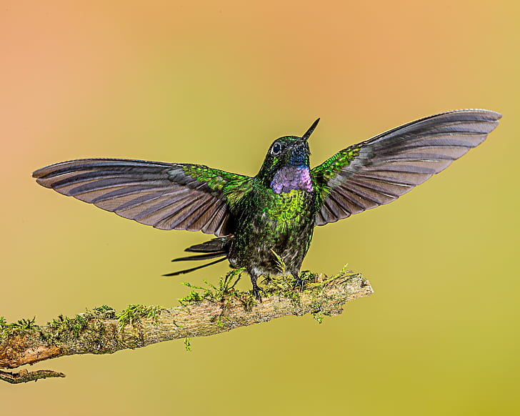 green and brown bird on tree branch, Tourmaline Sunangel, green, brown bird, tree branch, landing, hummingbird, Lens, bird, animal, nature, wildlife, flying, iridescent, animal Wing, feather, multi Colored, hovering, insect, spread Wings, HD wallpaper