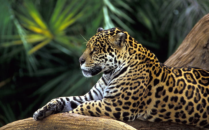 アマゾン熱帯雨林のジャガー、黒と茶色のヒョウ、アマゾン、ジャガー、熱帯雨林、 HDデスクトップの壁紙