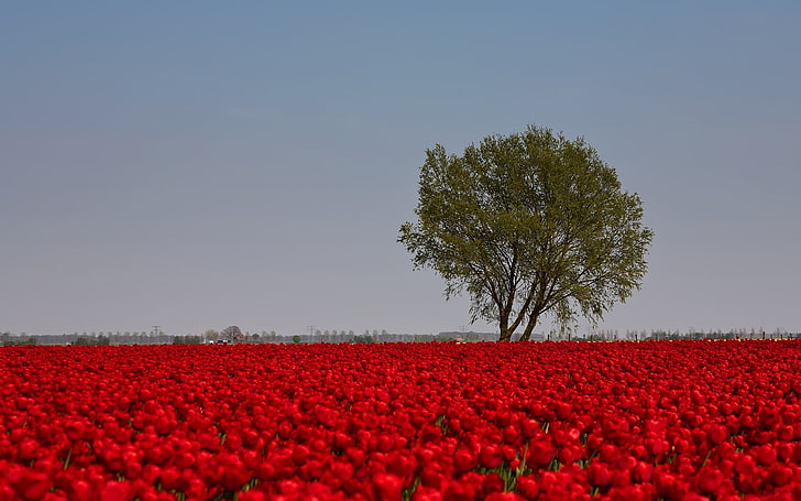 red tulips field, tulips, flowers, red, bright, field, tree, sky, HD wallpaper