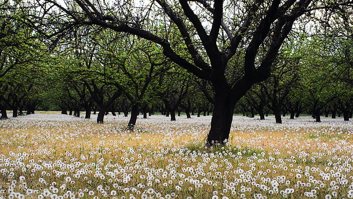 bunga petaled putih dengan pohon, pohon, bunga, alam, lanskap, Wallpaper HD