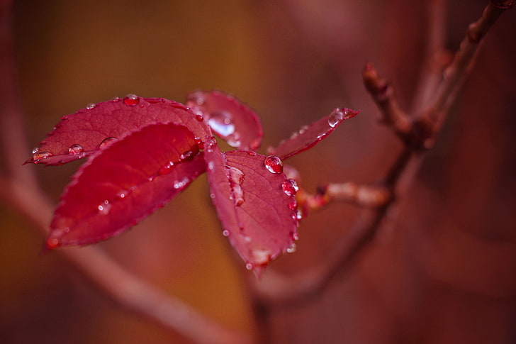 red leafed plant, leaf, branch, drops, red, HD wallpaper