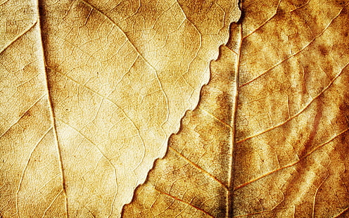 two brown leaves, autumn, leaves, background, yellow, dry, HD wallpaper HD wallpaper