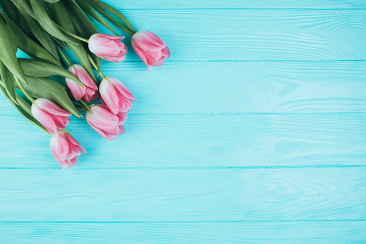 flowers, tulips, pink, fresh, wood, beautiful, spring, tender, HD wallpaper