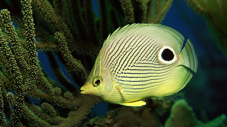 ปลาปะการัง, วอลล์เปเปอร์ HD