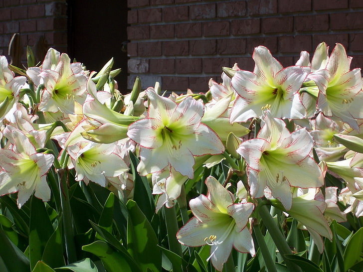 fleurs pétales blanches, amaryllis, fleurs, ensoleillé, mur, vert, Fond d'écran HD