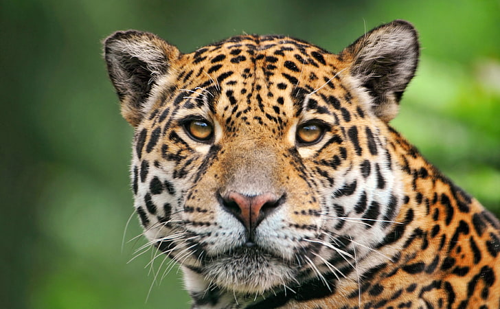 ジャガーの顔、黒と茶色のヒョウ、動物、野生、顔、ジャガー、 HDデスクトップの壁紙