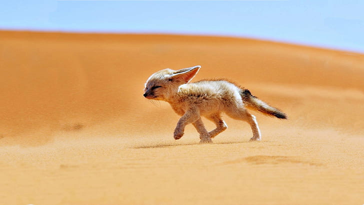 África, Argélia, animais, Deserto, Fennec, Raposa, paisagens, natureza, areia, vento, HD papel de parede