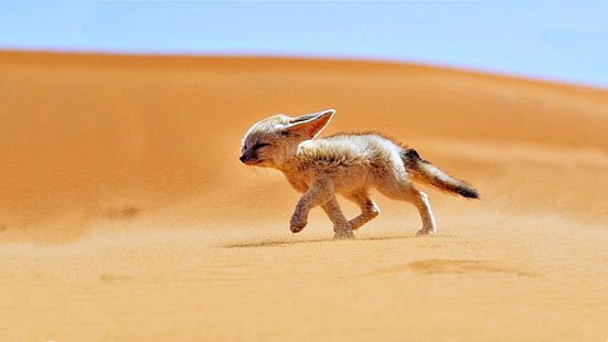 Afrika, Algerien, Tiere, Wüste, Fennec, Fuchs, Landschaften, Natur, Sand, Wind, HD-Hintergrundbild HD wallpaper