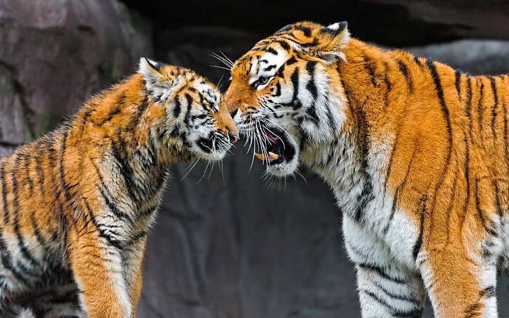 two white-and-brown tigers, tiger, cub, couple, caring, big cat, HD wallpaper