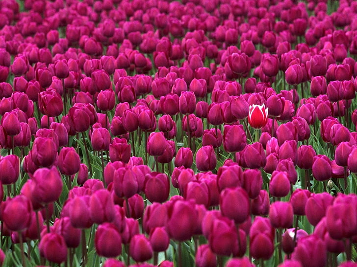 cama de flores de tulipán magenta, tulipanes, flores, campo, muchos, primavera, Fondo de pantalla HD
