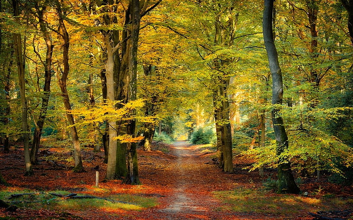 nature, landscape, fall, forest, path, leaves, sunlight, trees, Netherlands, HD wallpaper