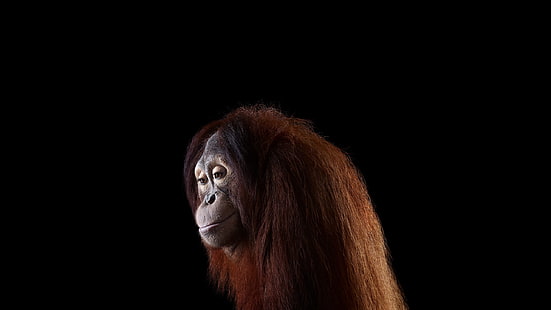 орангутан, фотография, млекопитающие, обезьяна, простой фон, орангутаны, HD обои HD wallpaper
