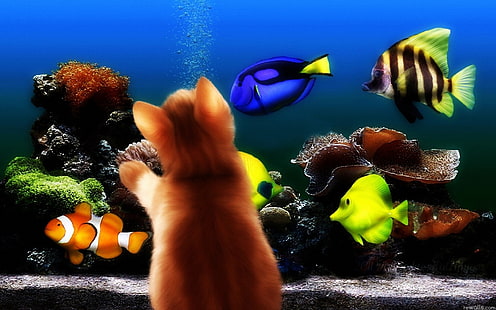 물고기 수족관 고양이 1680x1050 동물 물고기 HD 아트, 물고기, 수족관, HD 배경 화면 HD wallpaper