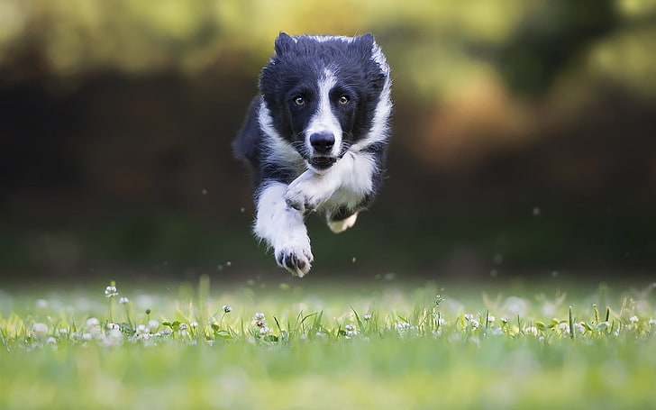 foto de foco seletivo de pular cachorro preto e branco sobre a grama, cachorro, border collie, pulando, HD papel de parede