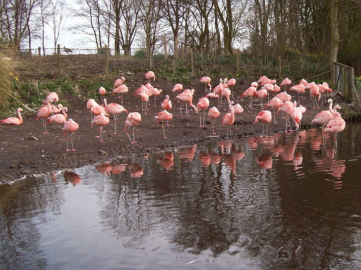 Flamingo Meeting Place, Time For A Nap., Flamencos, reunión, grupo, 3d y resumen, Fondo de pantalla HD