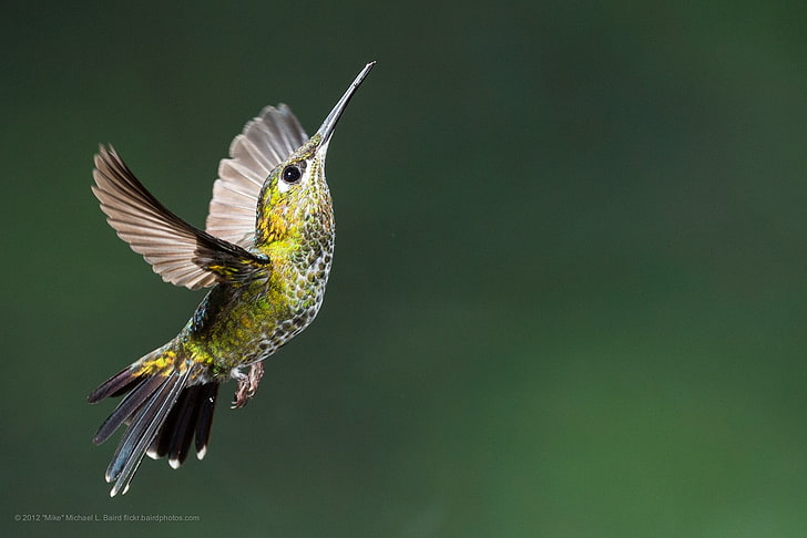 colibri (uccello), uccelli, volare, colibrì, verde, Sfondo HD