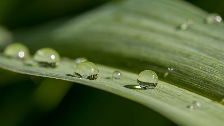 micro photography of dew, coucou, coucou, Un, petit, coucou, micro, photography, dew, goutte, eau, droplet, drop, DOF, leaves, nature, raindrop, wet, leaf, rain, water, macro, green Color, close-up, plant, freshness, environment, liquid, backgrounds, summer, HD wallpaper