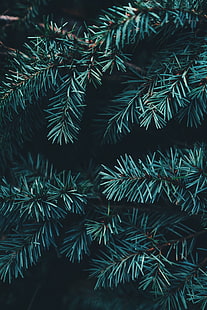 가문비, 가지, 바늘, 숲, HD 배경 화면 HD wallpaper