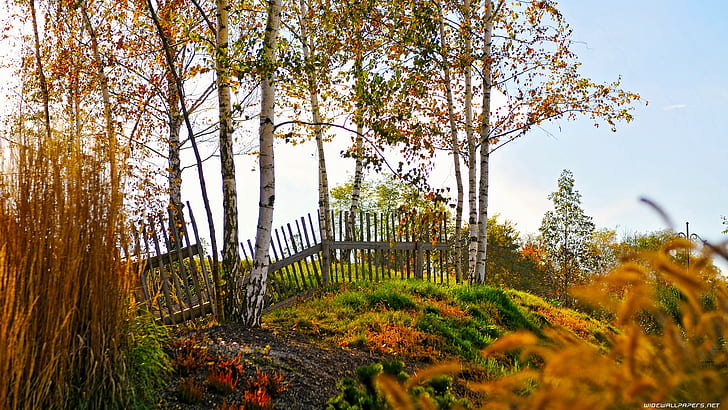Fence Trees HD, nature, trees, fence, HD wallpaper