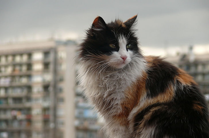 белый, черный и коричневый ситцевый кот, кот, грязный, пушистый, улица, HD обои