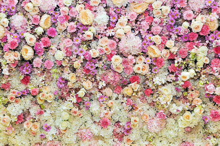 ピンクのバラと白いデイジーhd壁紙無料ダウンロード Wallpaperbetter