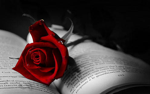 Book With Red Rose, passionate, moments, book, wall, red rose, black, rose, love, 3d and abstract, HD wallpaper HD wallpaper