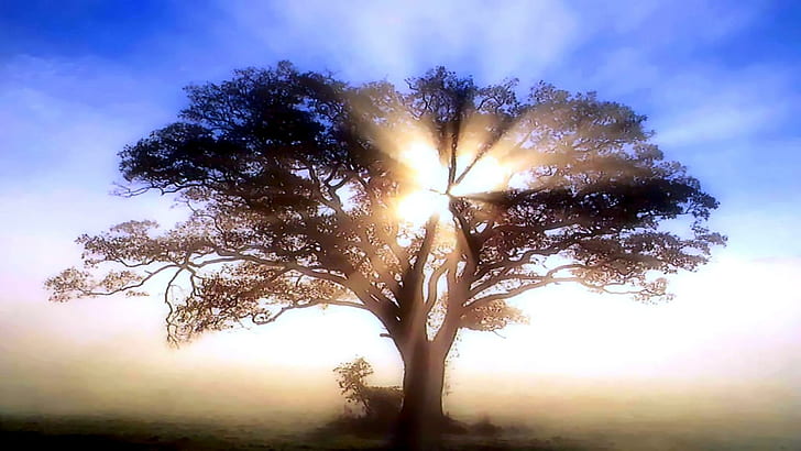 L'arbre brumeux, brume, arbre, 3d et abstrait, Fond d'écran HD