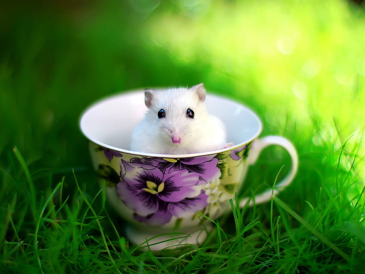 The lovely mice in the teacup, white mice, Lovely, Mice, Teacup, HD wallpaper