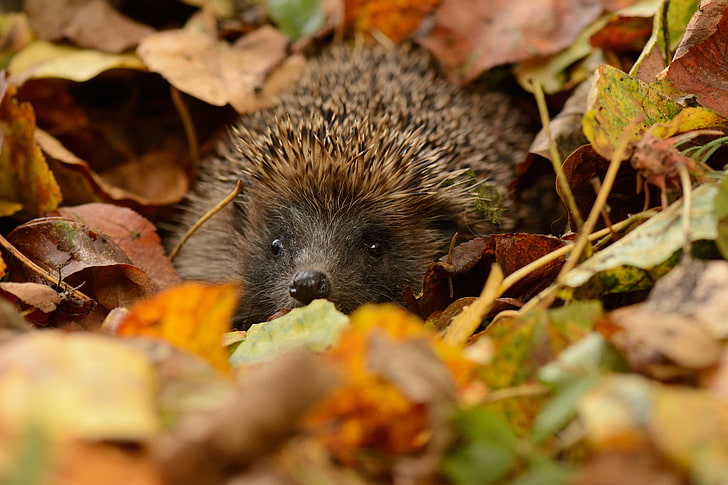 brown and black hedgehog, animals, nature, hedgehog, leaves, depth of field, HD wallpaper