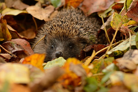 brown and black hedgehog, animals, nature, hedgehog, leaves, depth of field, HD wallpaper HD wallpaper