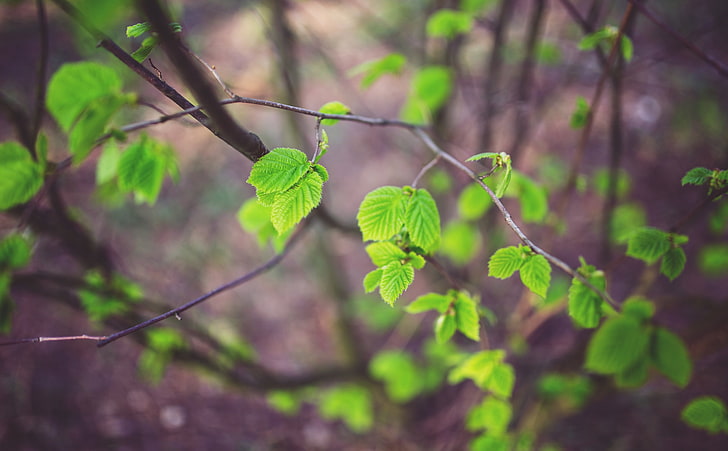 Tree Leaves, selective focus photography of green leafed plant, Seasons, Spring, Nature, Green, Leaves, Little, Young, Leaf, ecology, alive, HD wallpaper