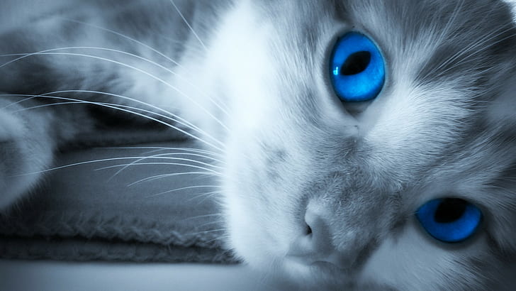 قطة ، عيون زرقاء، خلفية HD