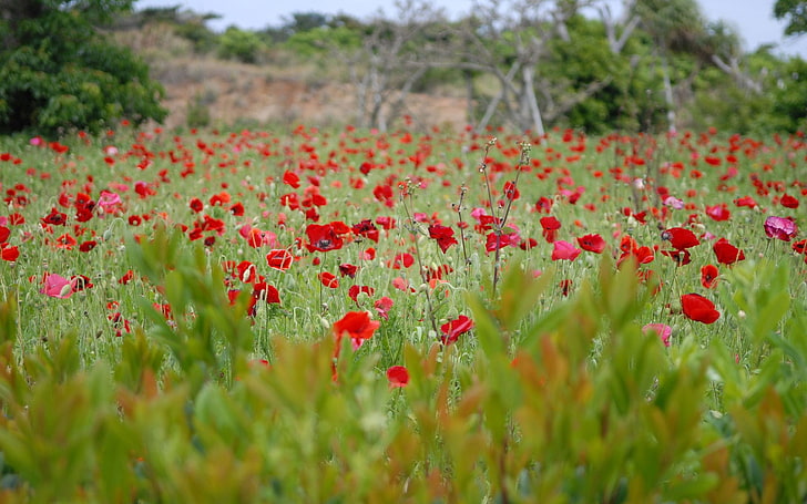 röd vanlig vallmoblommafält, vallmo, fält, gräs, blommor, HD tapet